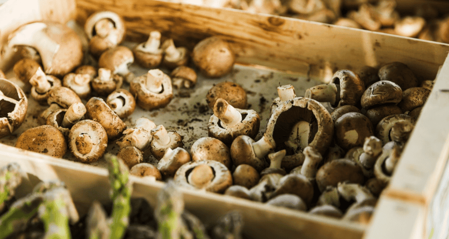Jak snadno vypěstovat čerstvé houby přímo u vás na zahradě?