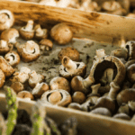 Jak snadno vypěstovat čerstvé houby přímo u vás na zahradě?